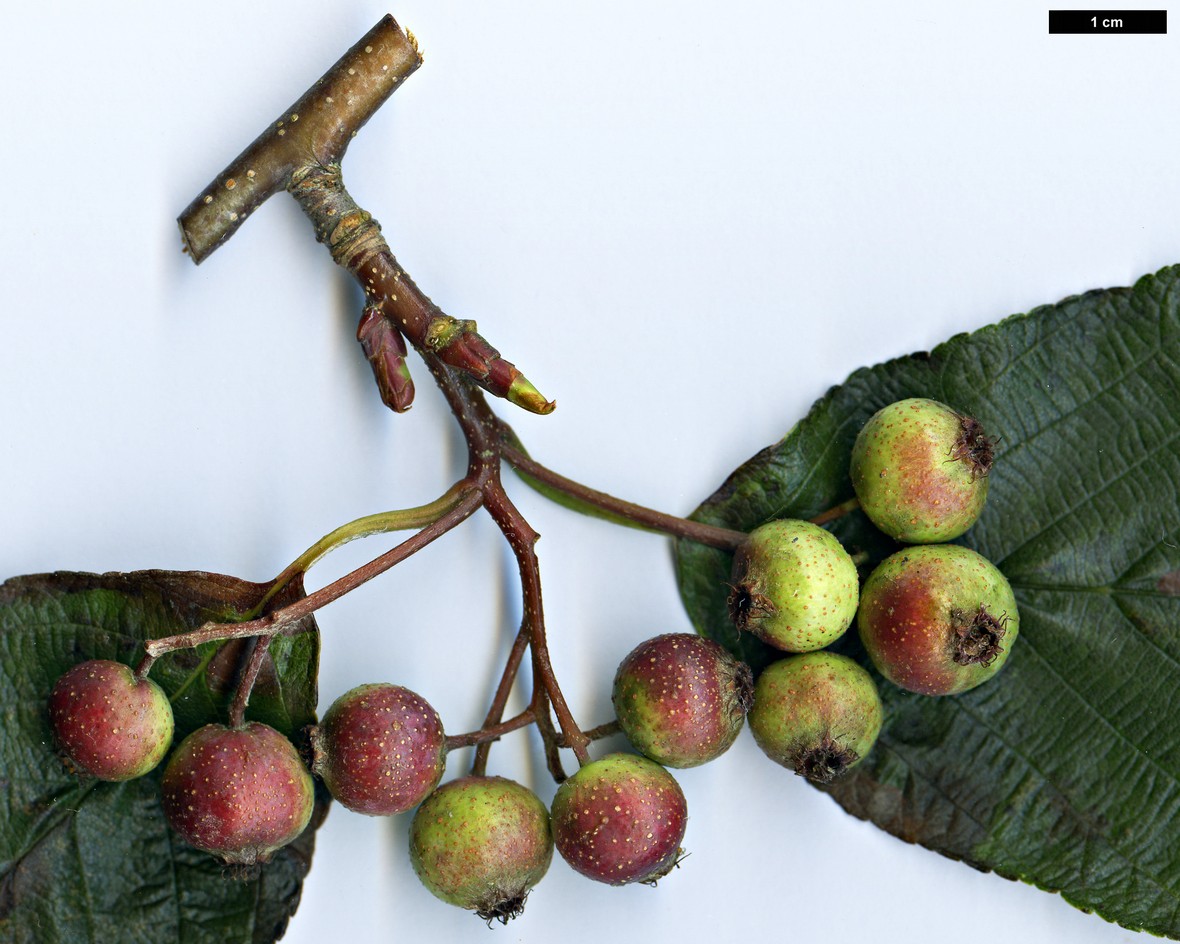 High resolution image: Family: Rosaceae - Genus: Sorbus - Taxon: ambrozyana